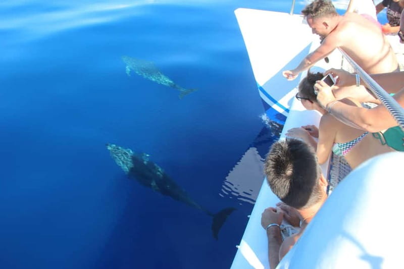 Funchal:Hop-on Hop-off Bus & Whale & Dolphin boat Excursion - The catamaran: whales, dolphins, and a water break off Cabo Girão