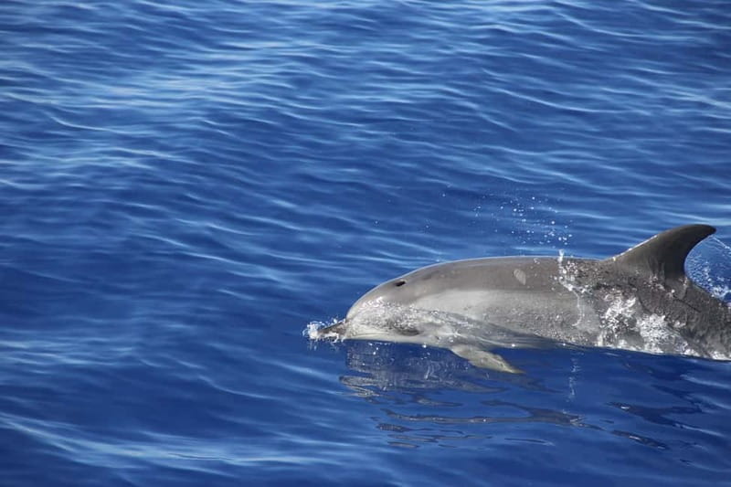 Funchal:Hop-on Hop-off Bus & Whale & Dolphin boat Excursion - Free Madeira wine tasting at Old Blandys, plus what it’s good for