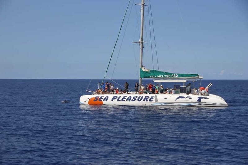 Funchal:Hop-on Hop-off Bus & Whale & Dolphin boat Excursion - Value and price: is $54 a fair deal for this mix?