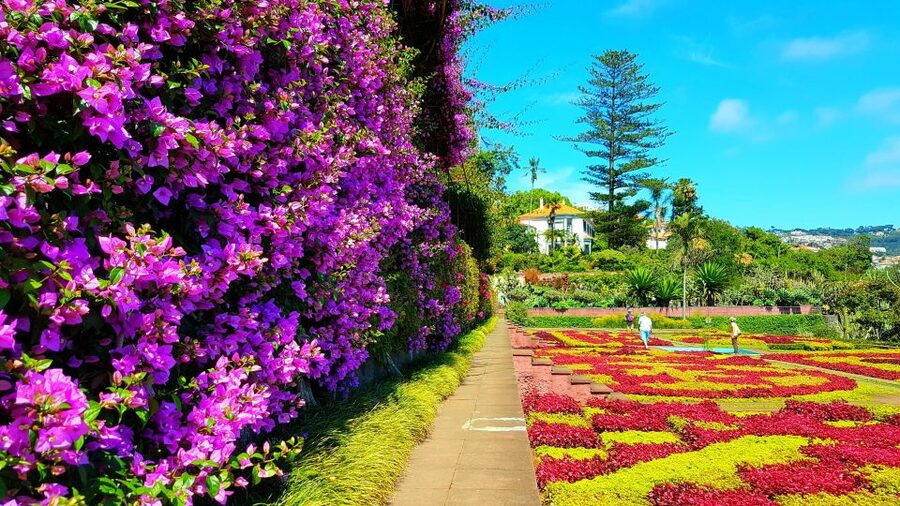 Funchal: Madeira Botanical Garden Private Tuk-Tuk Tour - The ride through Funchal hills: views you can take in without rushing