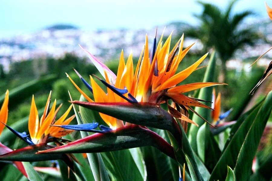 Funchal: Madeira Botanical Garden Private Tuk-Tuk Tour - Plant collections and the natural feel of the setting