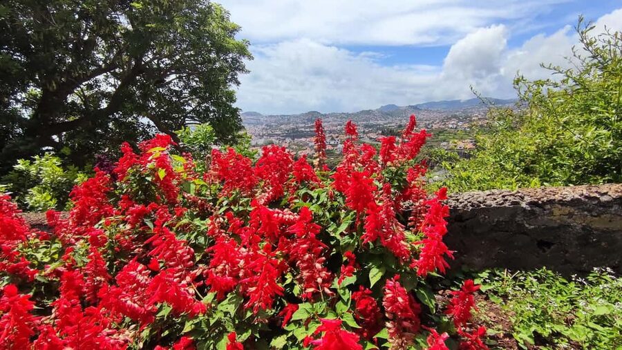 Funchal: Madeira Botanical Garden Private Tuk-Tuk Tour - Who this tour suits best