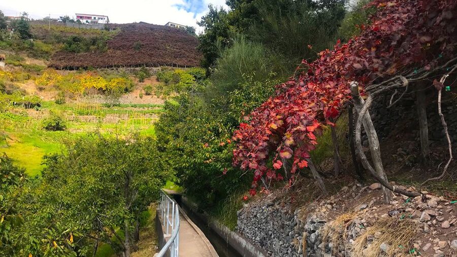 Funchal: Northern Levada Walking Tour - Who this tour is best for (and who should skip it)