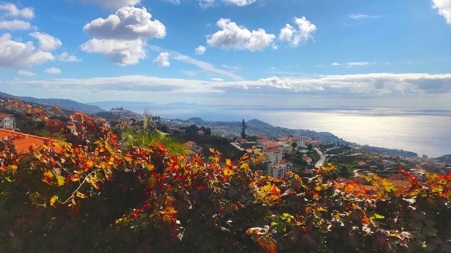 Funchal: Northern Levada Walking Tour - Quinta Grande valley: plantations, vineyards, and village life