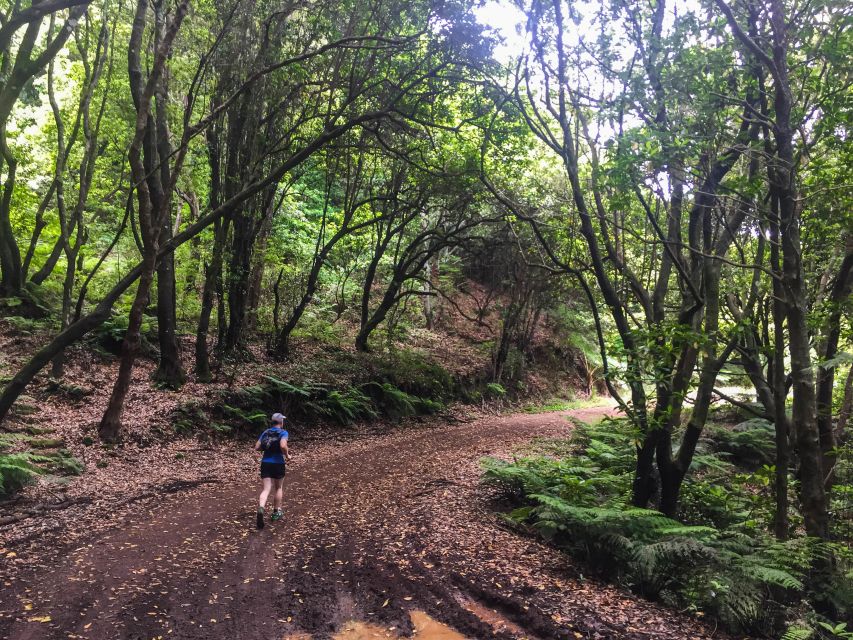 Funchal: Ocean to Mountain Running Tour - Levadas and the Laurissilva Forest: The Middle Magic