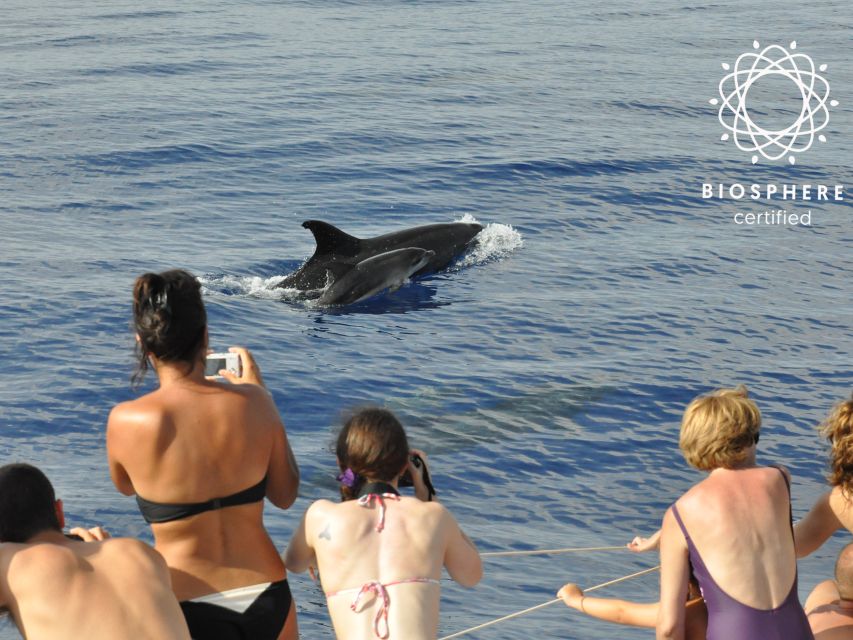 Funchal: Pico Arieiro, Cristo Rei and Dolphins Watching - Who Should Book This Madeira Mix, and Who Should Skip It