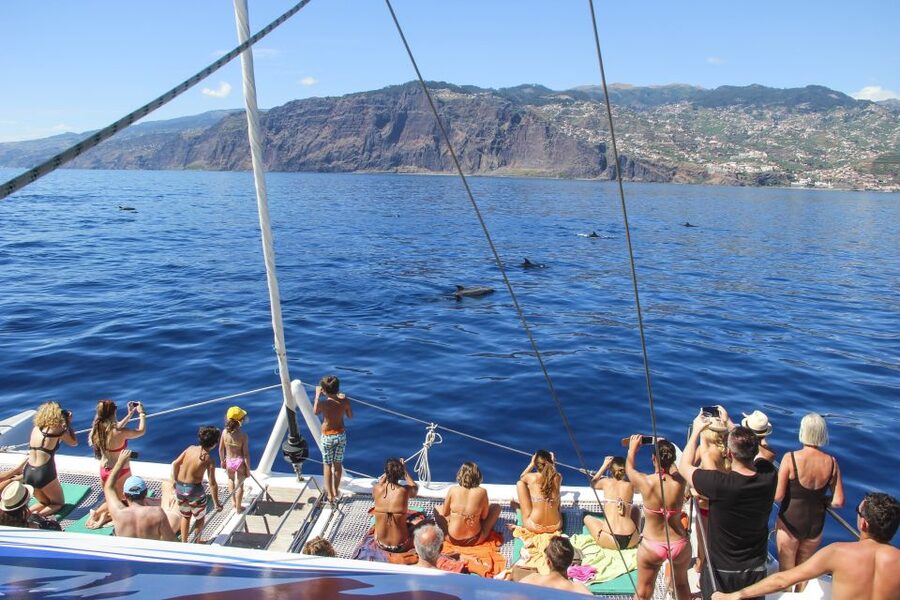 Funchal: Pico Arieiro, Cristo Rei and Dolphins Watching - Dolphins, Whales, and the Real Chances: How to Think About Wildlife Watching