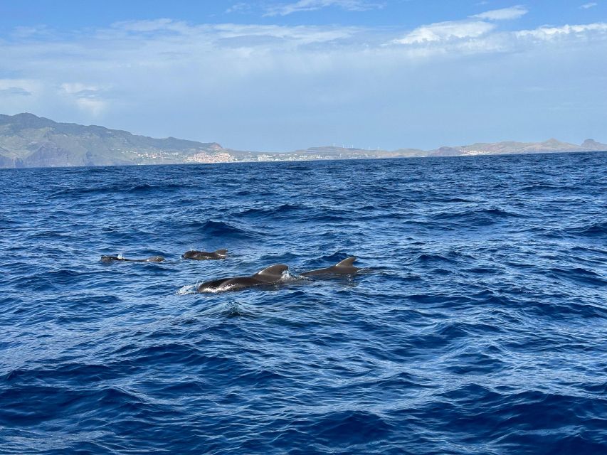Funchal: RIB Whale Watching Cruise and Optional Dolphin Swim - The RIB ride from Funchal, and why small feels better