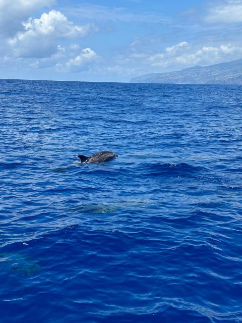 Funchal: RIB Whale Watching Cruise and Optional Dolphin Swim - Cabo Girao photo stop: quick, high, and worth the change of pace