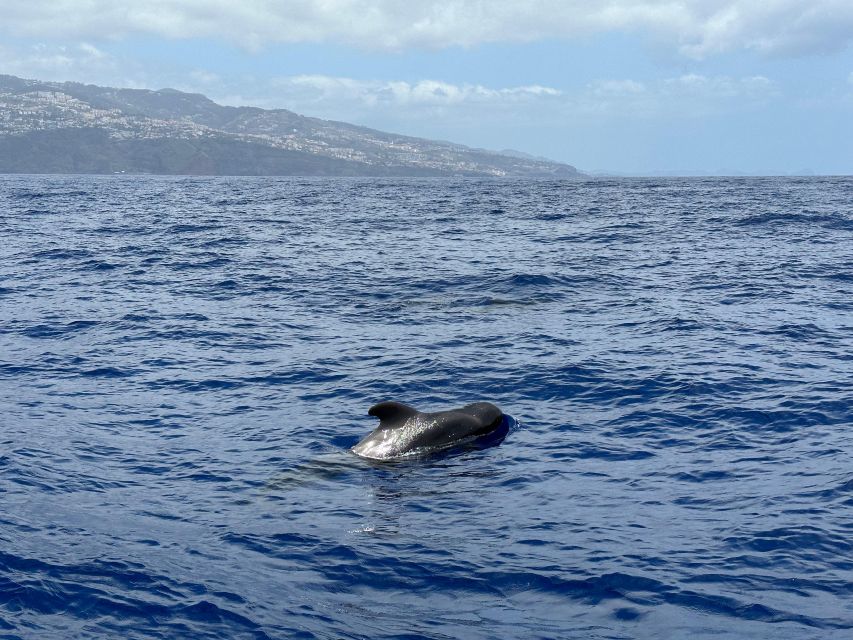 Funchal: RIB Whale Watching Cruise and Optional Dolphin Swim - What to bring so wind and salt do not ruin your day