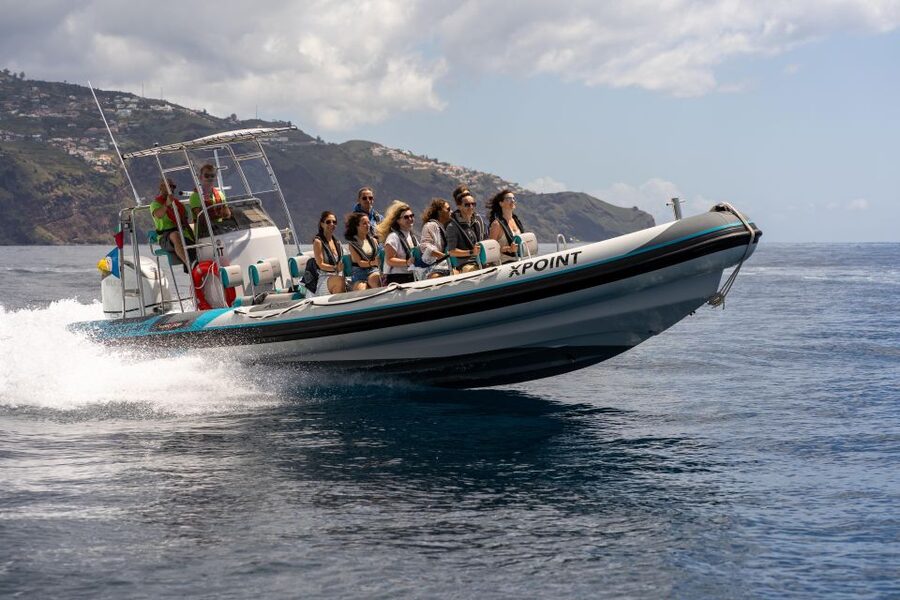 Funchal: RIB Whale Watching Cruise and Optional Dolphin Swim - Wildlife spotting off Madeira, patience plus smart planning