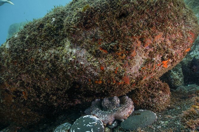 Funchal: Scuba Diving Experience for Beginners - Key Highlights You’ll Actually Care About