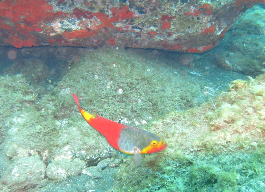 Funchal: Scuba Diving Experience for Beginners - Who This Is Best For (And Who Should Skip It)