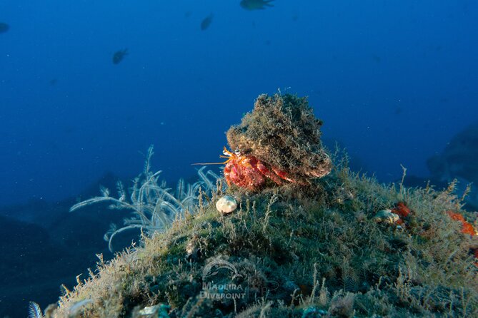 Funchal: Scuba Diving Experience for Beginners - Pool Practice: Gear Familiarity and Breathing Under Control