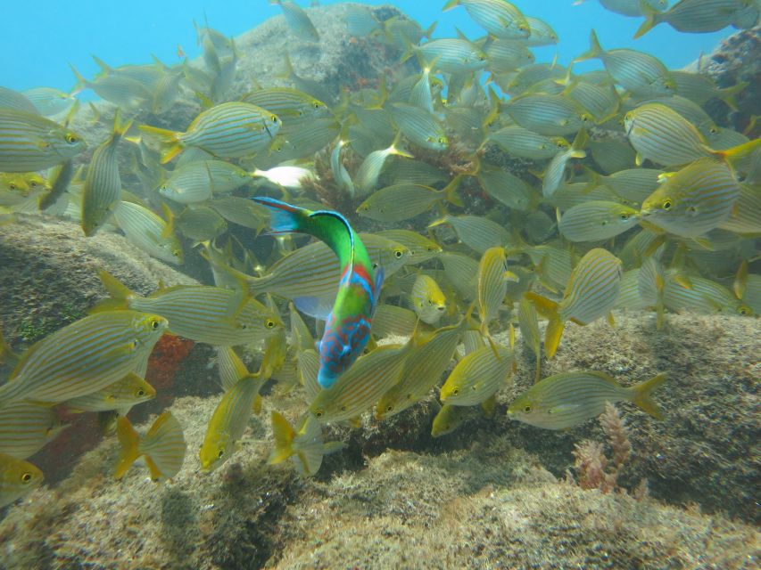 Funchal: Scuba Diving Experience for Beginners - Price Value: Why $53 Is More Than a Ticket