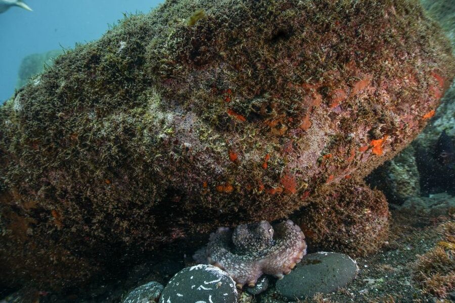 Funchal: Scuba Diving Experience for Beginners - What to Bring, and the One Rule After You Go Under