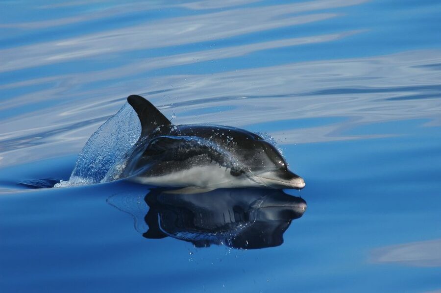 Funchal: Whale and Dolphin Watching Speed Boat Tour - Key things to know before you book