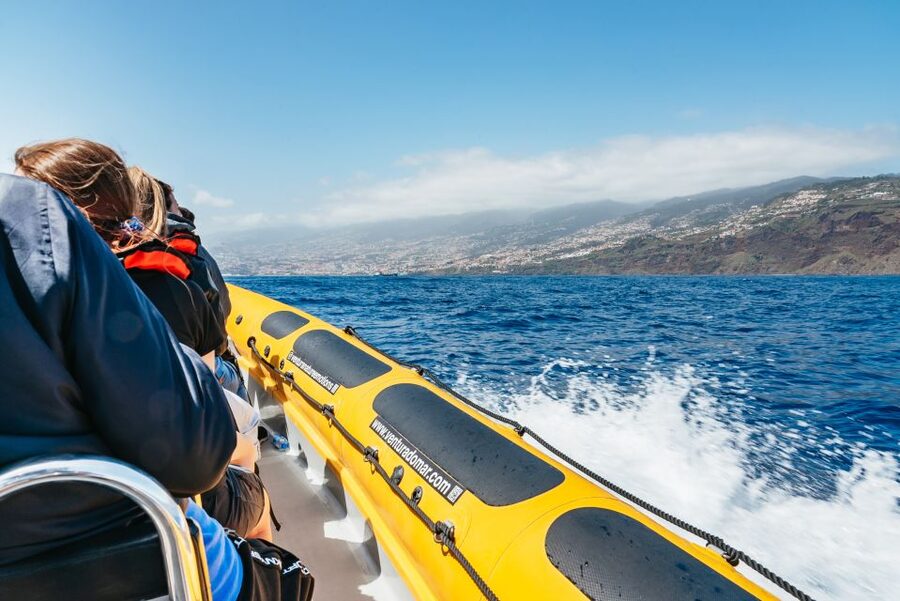Funchal: Whale and Dolphin Watching Speed Boat Tour - Price and value: is $56 worth it for whale and dolphin time?