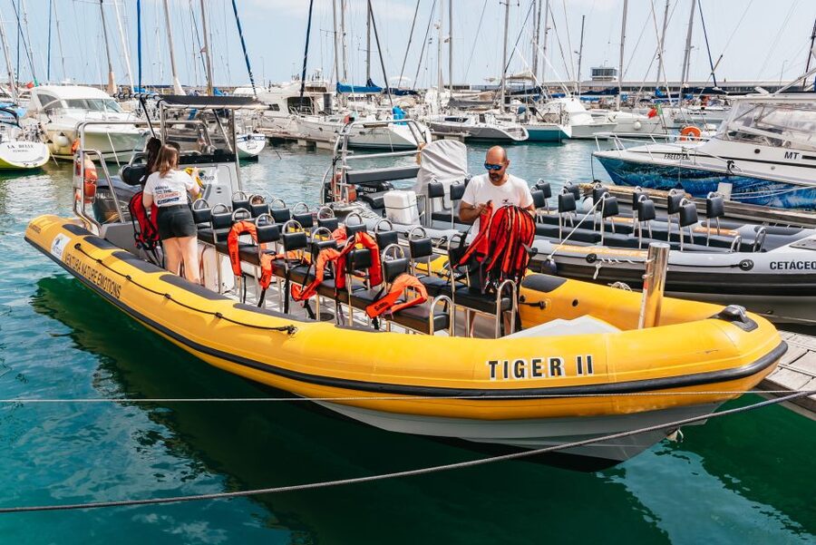 Funchal: Whale and Dolphin Watching Speed Boat Tour - How the marine biologist helps you actually spot whales and dolphins