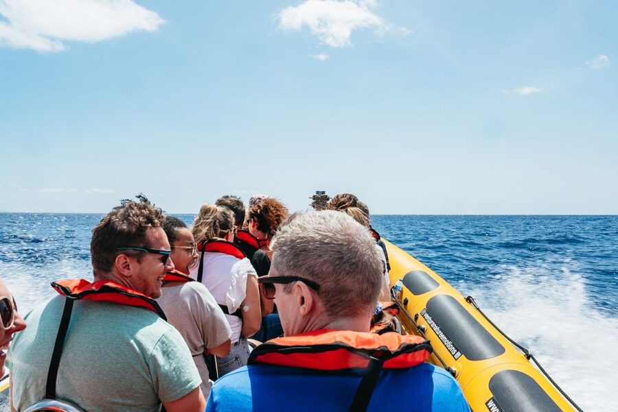 Funchal: Whale and Dolphin Watching Speed Boat Tour - Species sightings, from pods of dolphins to sperm whales