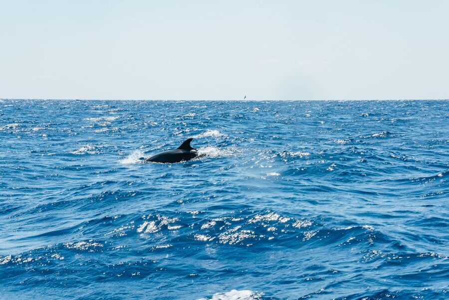 Funchal: Whale and Dolphin Watching Speed Boat Tour - Languages and how the tour stays understandable