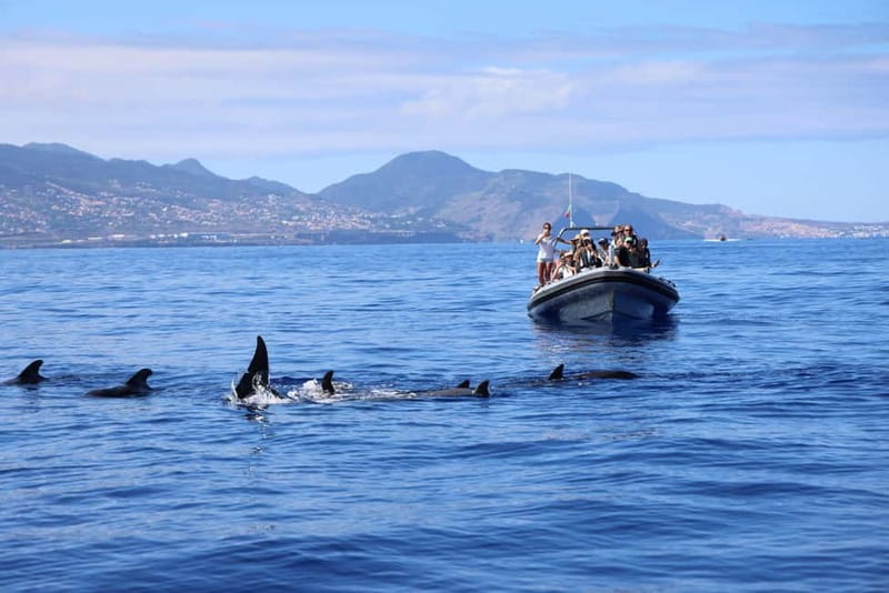 Funchal: Whale Watching and Swimming with Dolphins Cruise - Who should book this Madeira whale and dolphin cruise