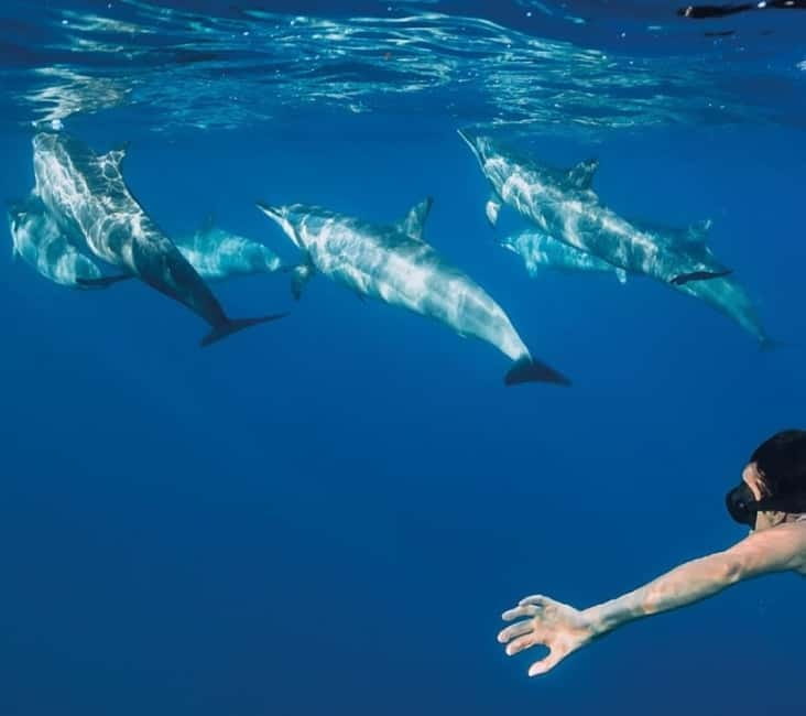 Funchal: Whale Watching and Swimming with Dolphins Cruise - From Store 35 to the Rota dos Cetáceos, how the day starts