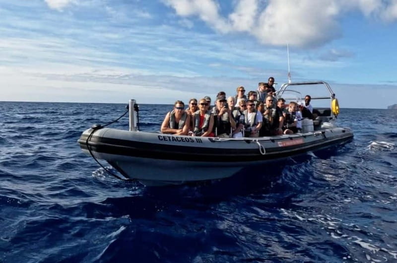 Funchal: Whale Watching and Swimming with Dolphins Cruise - Whale and dolphin searching off Madeira: the real spectacle