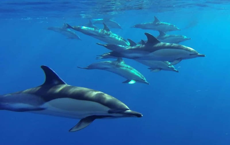 Funchal: Whale Watching and Swimming with Dolphins Cruise - The swimming with dolphins part: thrilling, but conditional