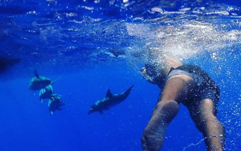 Funchal: Whale Watching and Swimming with Dolphins Cruise - Timing and itinerary flow: what the 2.5 hours actually covers