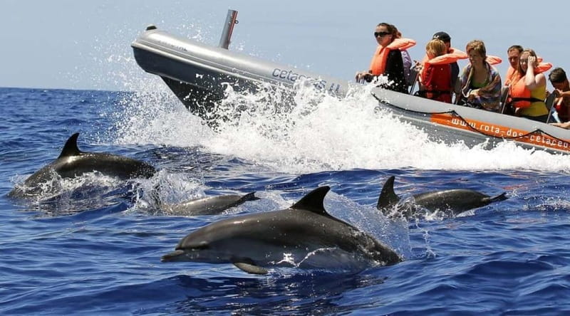 Funchal: Whale Watching and Swimming with Dolphins Cruise - Price and value: $94 for the chance at whales and a dolphin swim