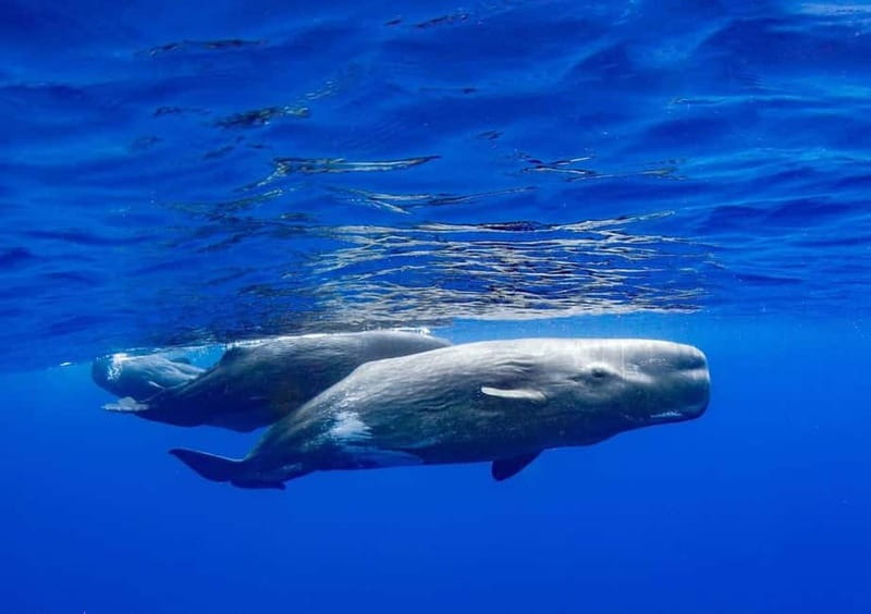 Funchal: Whale Watching and Swimming with Dolphins Cruise - What to wear and bring, so the sea time is comfortable