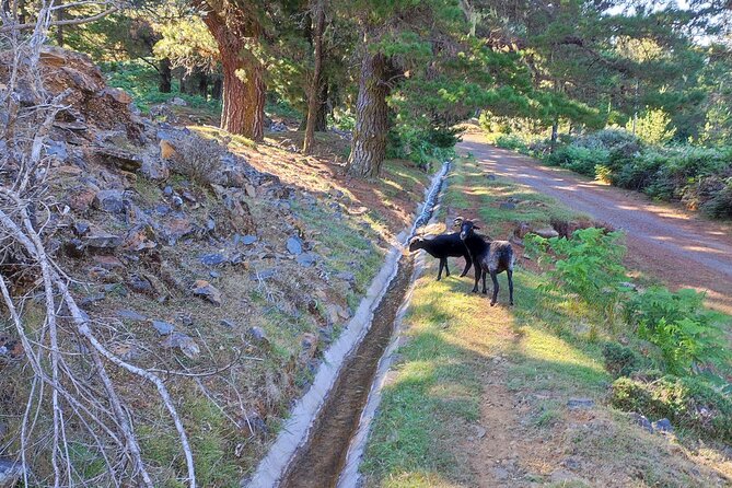 Gastro hike (Private Tour) - Poncha at an emblematic mountain stop, plus the drink’s story