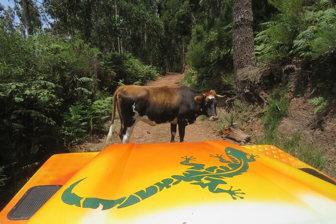 Guided Exploration of Southwest Madeira in a 4x4 - Key highlights you’ll care about