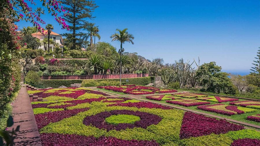Guided Tuk-Tuk Tour to Botanical Garden (From Funchal) - Quinta do Bom Sucesso: the setting behind the plants
