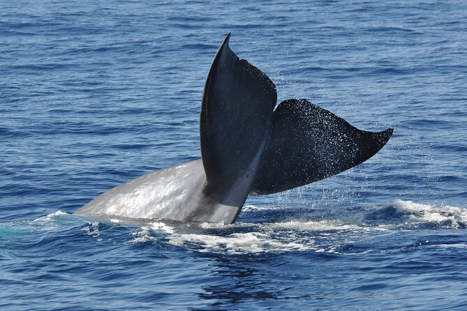 Half-day Catamaran Trip from Funchal - Why this half-day catamaran works better than a full tour day