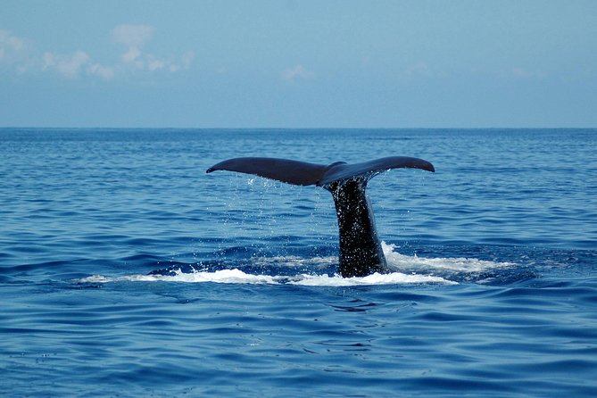Half-day Catamaran Trip from Funchal - Wildlife spotting: dolphins, whales, and turtles, with the right expectations