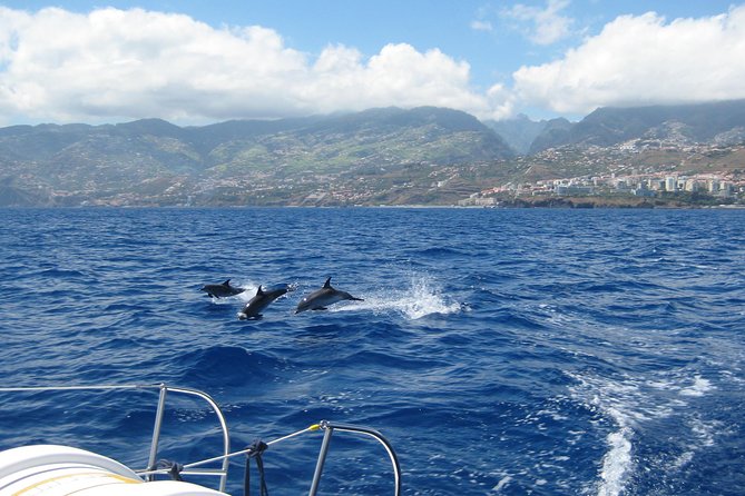 Half-day Catamaran Trip from Funchal - The Cabo Girão swim stop: short, scenic, and worth planning for
