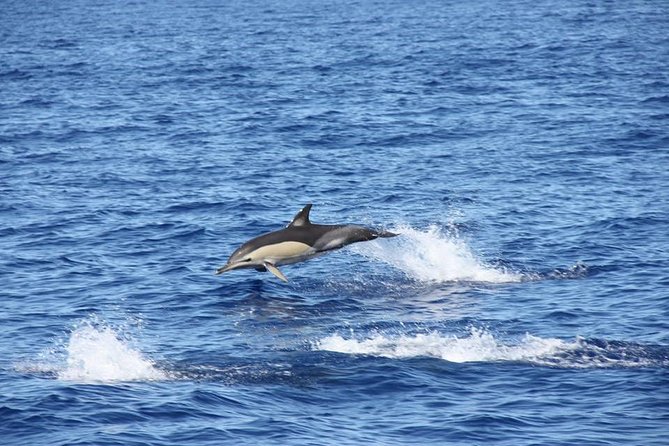 Half-day Catamaran Trip from Funchal - What the boat experience feels like once you are on board