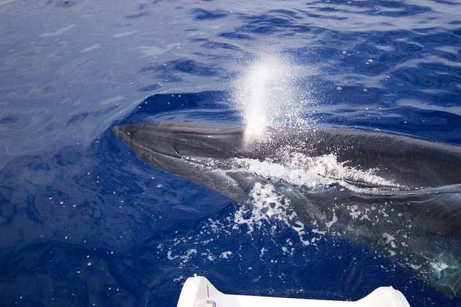 Half-day Catamaran Trip from Funchal - Price value: what $40.55 really buys you in Madeira