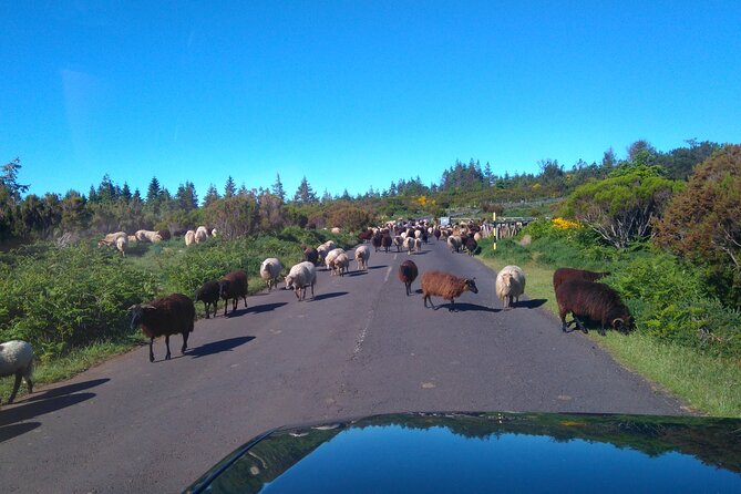 Half Day Jeep Safari Tour at Pico Areeiro and Santo da Serra - The guide makes the trip: what to look for in this style of tour