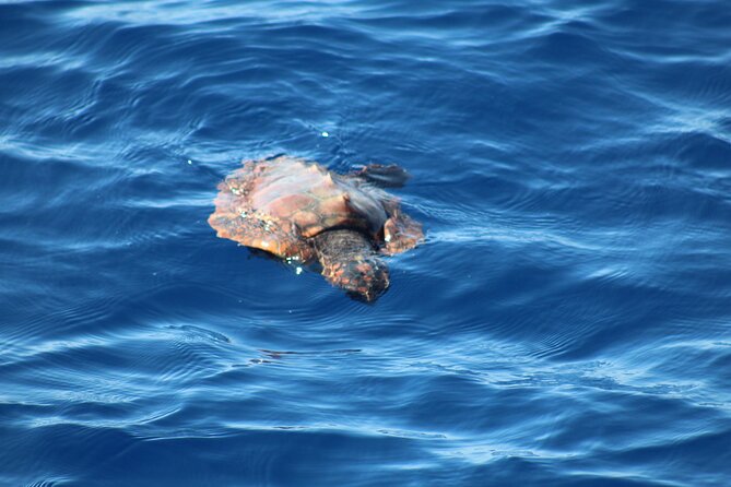 Half Day Madeira Island Cruise with Lunch - Half-Day Madeira Cruise With Lunch, What You’re Really Buying