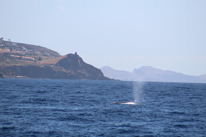 Half Day Madeira Island Cruise with Lunch - Getting to the Boat in Funchal and What the 9:30 Start Means