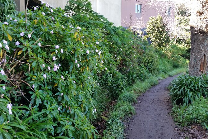 Half-Day Paradise Valley Walking Tour - Ending at Rochão: what to expect on the final stretch