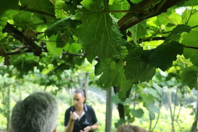 Half-Day Small-Group Wine Tour in Madeira - Why this Madeira half-day wine tour feels worth it
