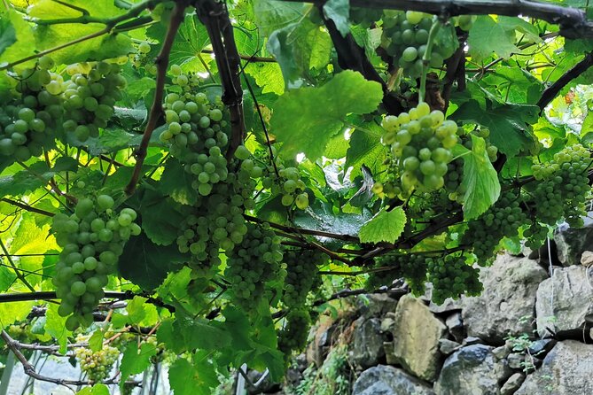 Half-Day Small-Group Wine Tour in Madeira - Stop 1 in Madeira: producer meeting, vineyard walk, and tasting with bites