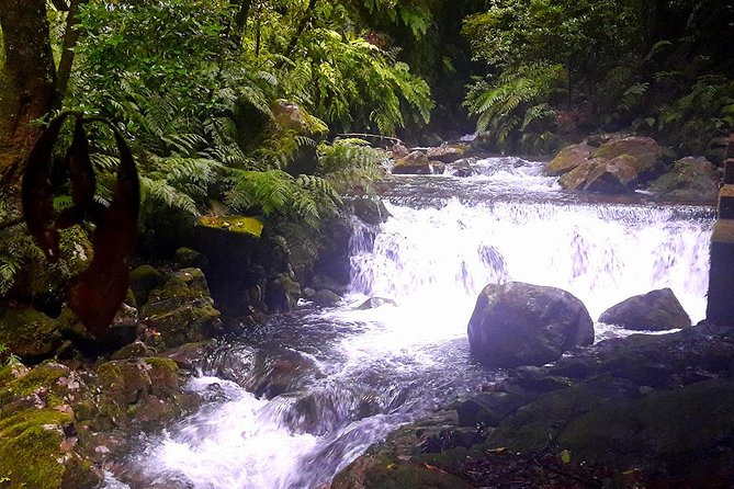 Hidden Corners: Levada Walk from Funchal - What the guide adds, and why this tour is “easy to start”
