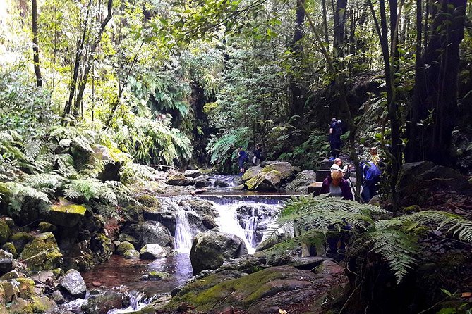 Hidden Corners: Levada Walk from Funchal - Getting to the trail: pickup timing and what to wear in Madeira rain