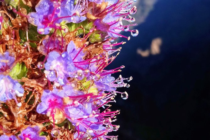 Hike in Laurisilva Levada do Rei - Madre of Life small Group guided walk - What the 7 to 8 hour duration really means