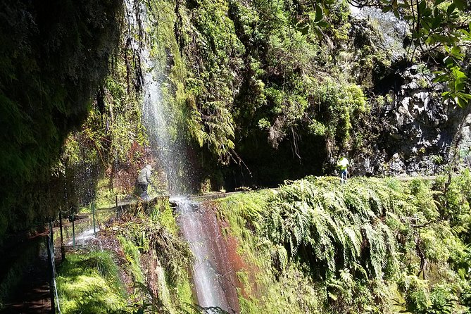 Hike in Laurisilva Levada do Rei - Madre of Life small Group guided walk - Price and value: what $60.08 buys you on Madeira